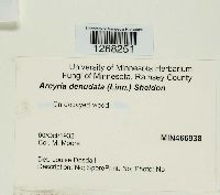 Arcyria denudata image