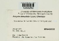 Arcyria denudata image