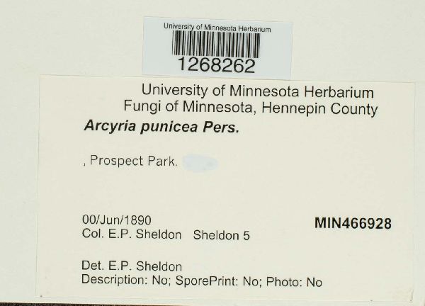 Arcyria punicea image