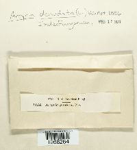 Arcyria denudata image