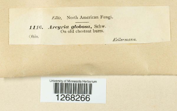 Arcyria obvelata image