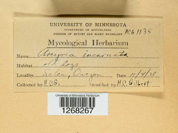 Arcyria incarnata image