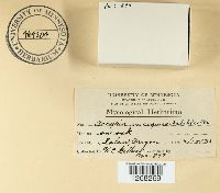 Arcyria incarnata image