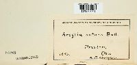 Arcyria nutans image