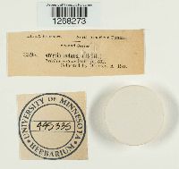 Arcyria nutans image