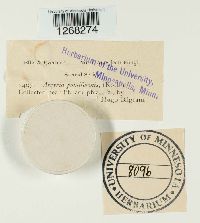 Arcyria pomiformis image