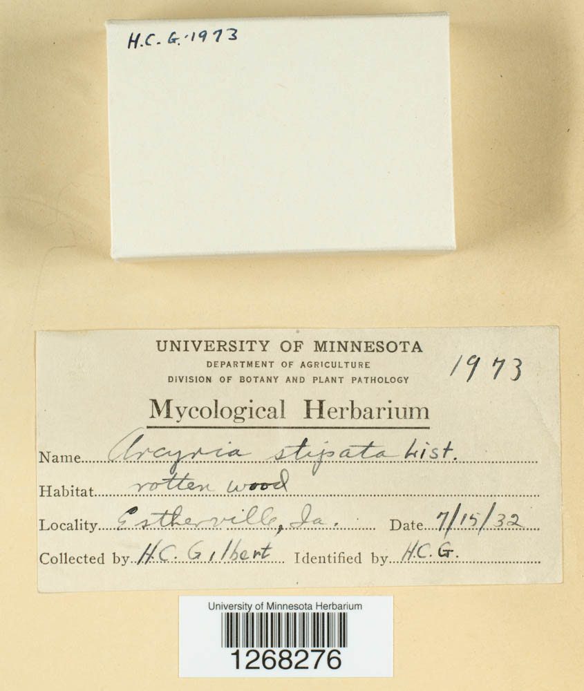 Arcyria stipata image