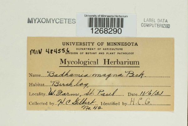 Badhamia magna image