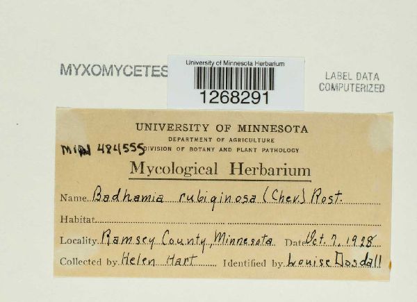 Badhamia rubiginosa image