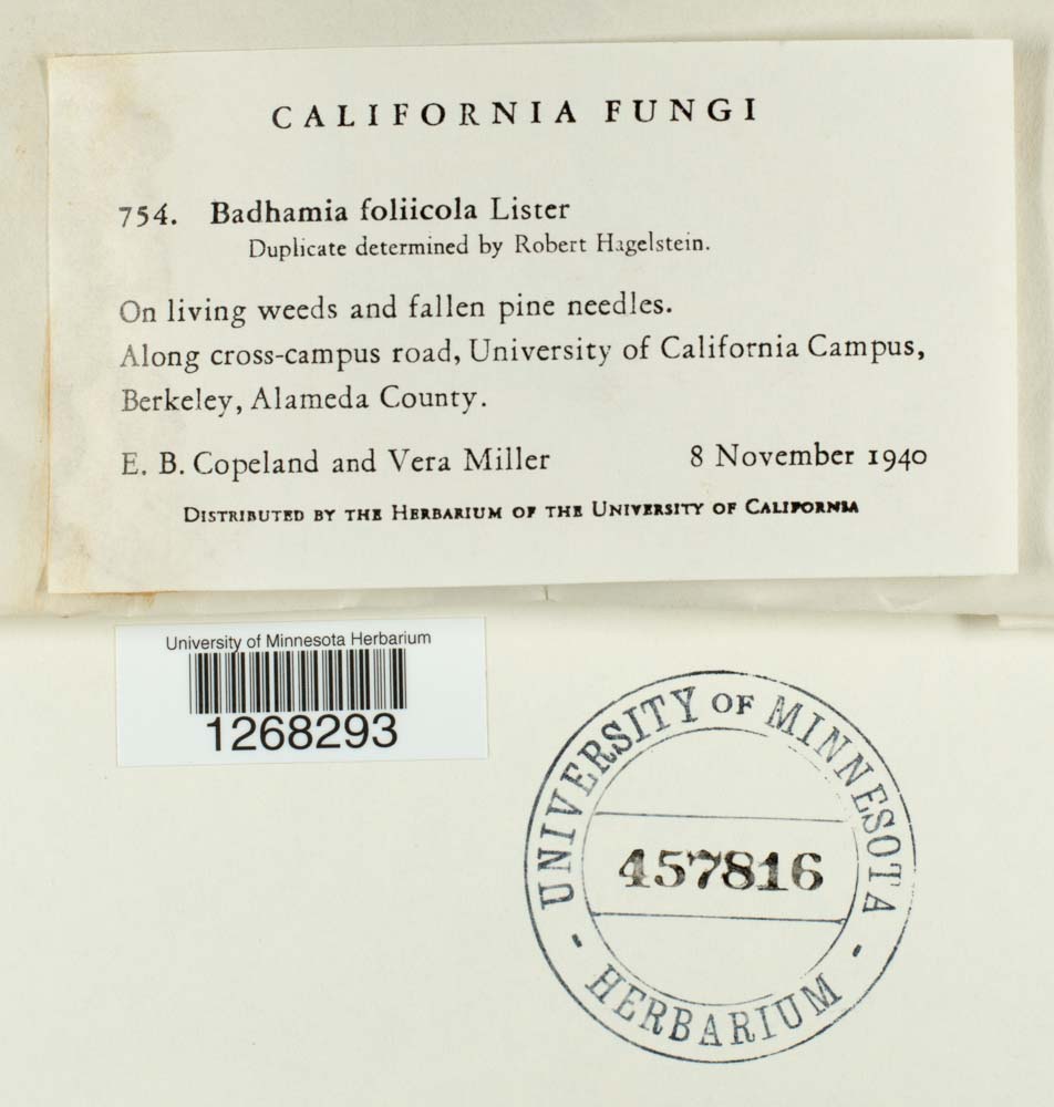 Badhamia foliicola image