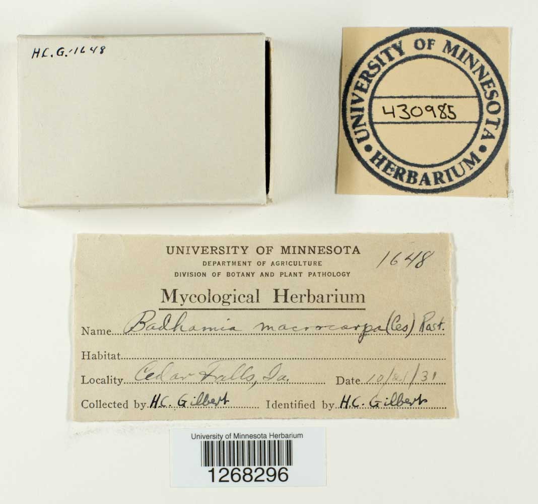 Badhamia macrocarpa image