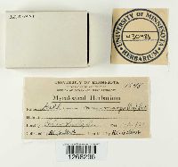 Media resource of Badhamia macrocarpa