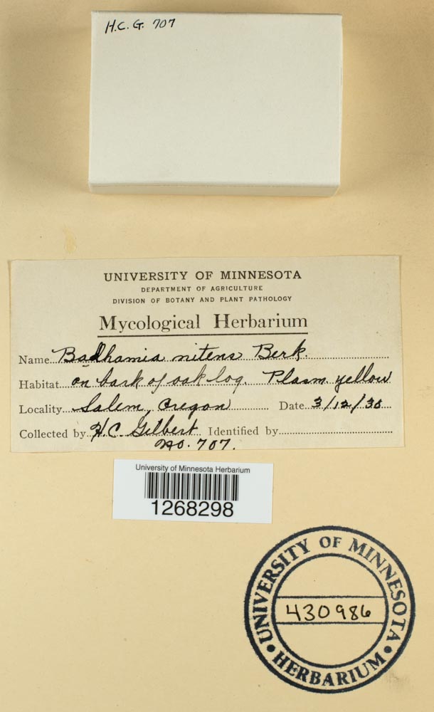 Badhamia nitens image