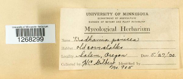 Badhamia panicea image