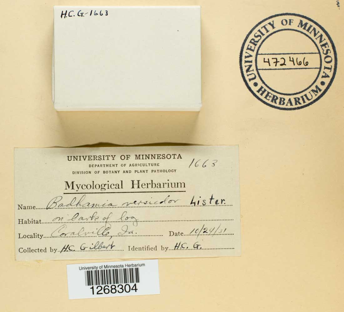 Badhamia versicolor image