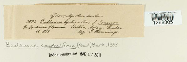 Badhamia capsulifera image