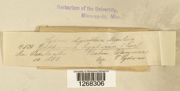 Badhamia hyalina image