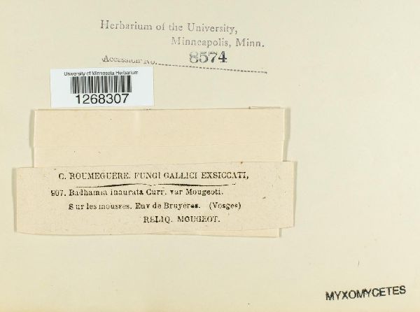 Badhamia inaurata image