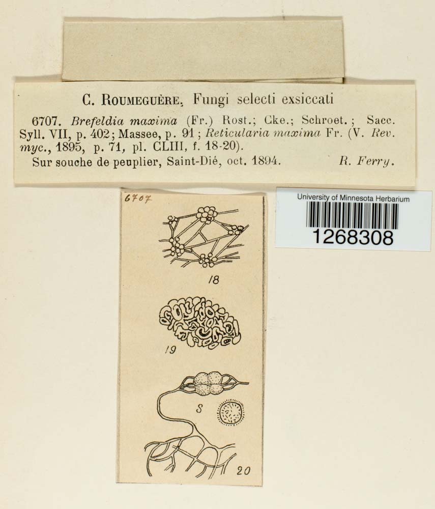 Brefeldia maxima image