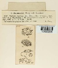 Media resource of Brefeldia maxima