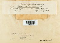 Brefeldia maxima image