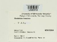 Brefeldia maxima image