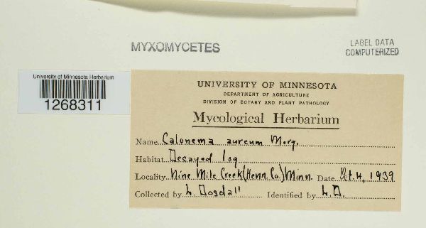 Calonema aureum image