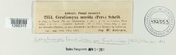 Ceratiomyxa fruticulosa var. fruticulosa image