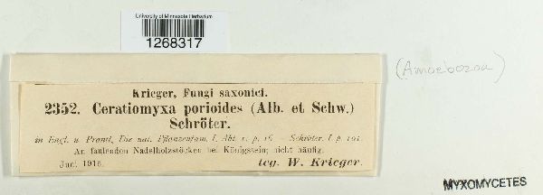 Ceratiomyxa porioides image