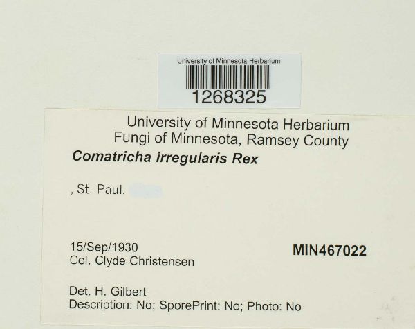 Comatricha irregularis image