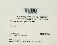 Media resource of Comatricha irregularis