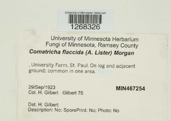 Symphytocarpus flaccidus image