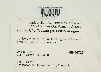 Media resource of Symphytocarpus flaccidus