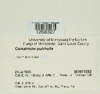 Media resource of Comatricha pulchella