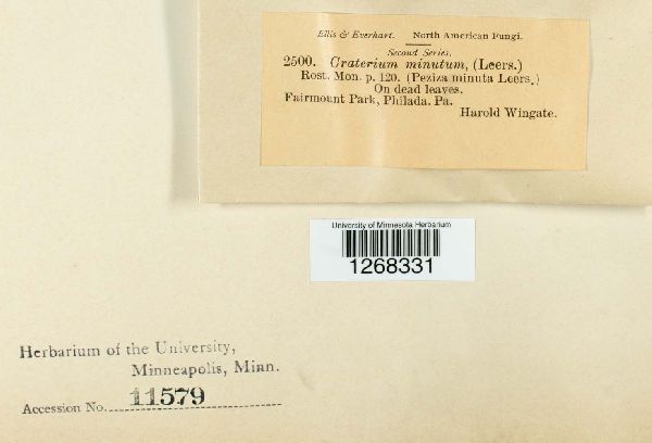 Craterium minutum image