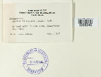 Diachea leucopodia image