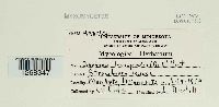 Diachea leucopodia image