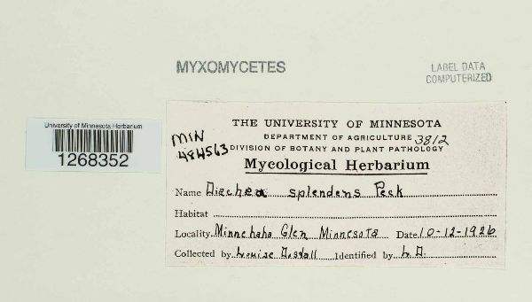 Craterium obovatum image