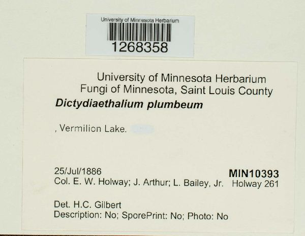 Dictydiaethaliaceae image