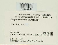 Media resource of Dictydiaethalium plumbeum