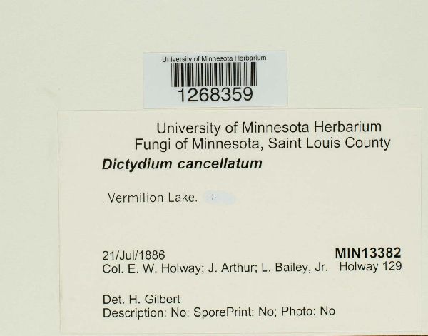 Cribraria cancellata var. cancellata image