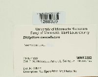 Media resource of Dictydium cancellatum