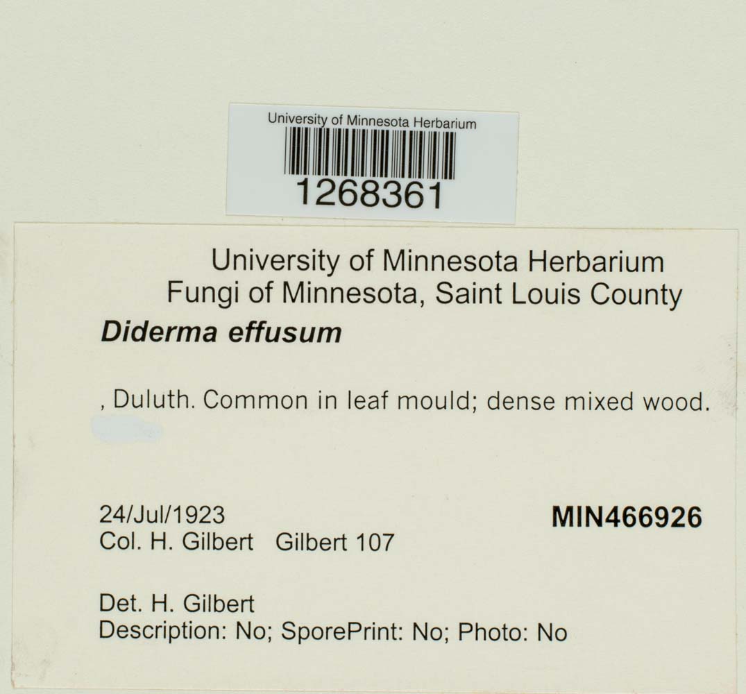Diderma effusum image