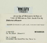 Media resource of Diderma effusum