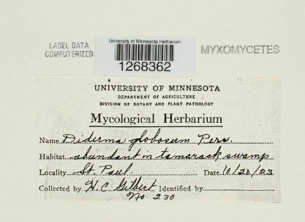 Diderma globosum image