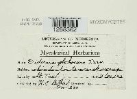 Media resource of Diderma globosum