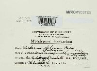 Diderma globosum image