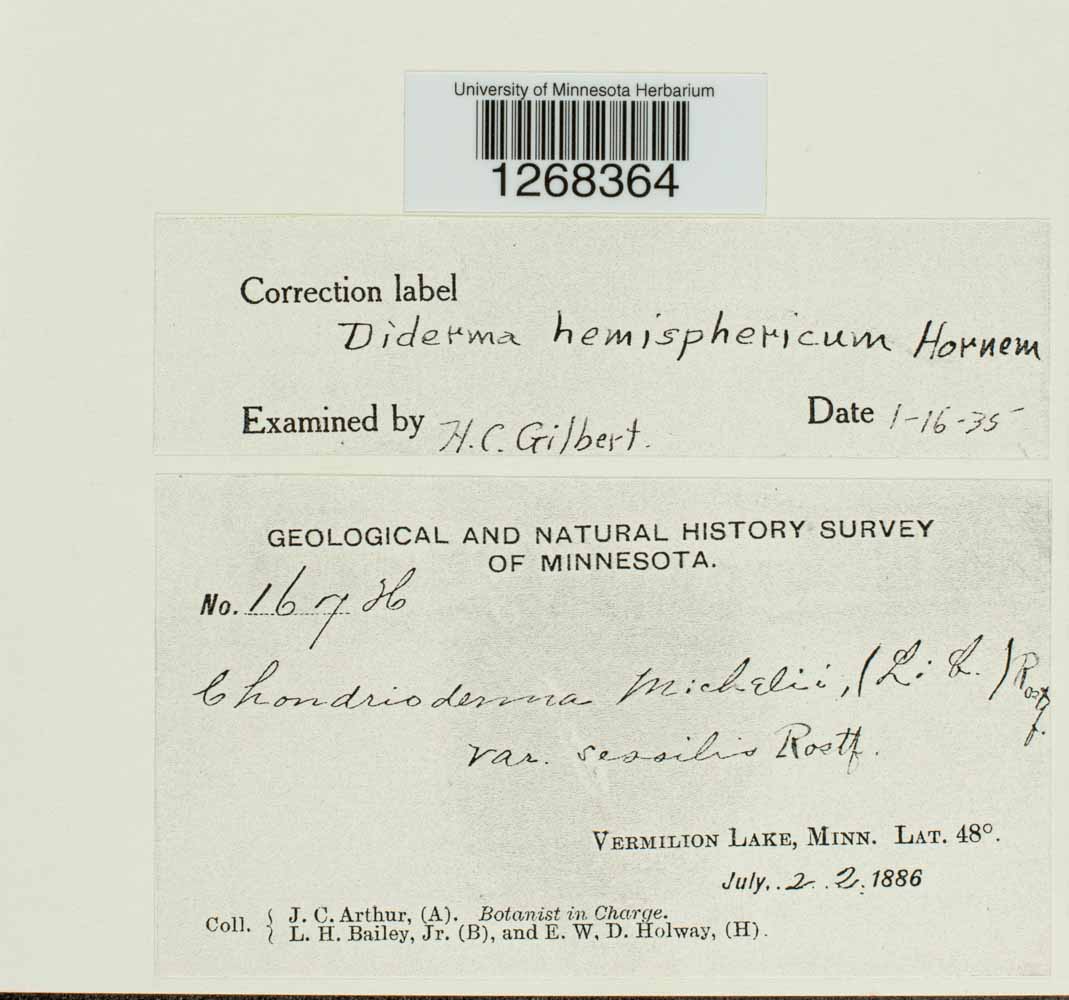 Diderma hemisphaericum image