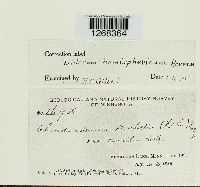 Media resource of Diderma hemisphaericum