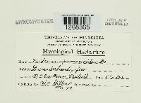 Diderma hemisphaericum image